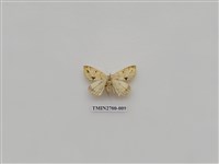 藏品(尺蛾245)的圖片